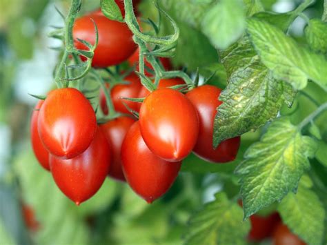 Growing Roma Tomatoes